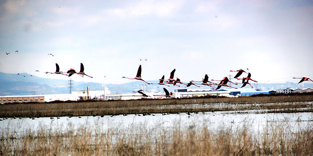Flamingolardan Kayseri'de görsel şölen