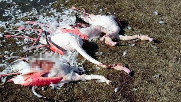 Flamingoları katlettiler!