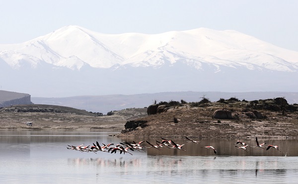 Flamingoların uğrak noktası: Mamasın Barajı