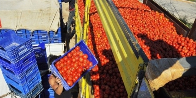 Flaş domates kararı: Ahmet yiyemiyorsa İvan'a da yok