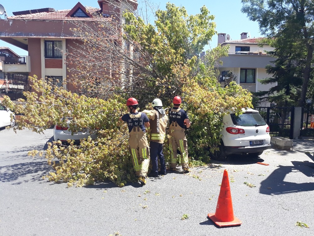 Florya’da bir ağaç, 3 aracın üzerine devrildi 