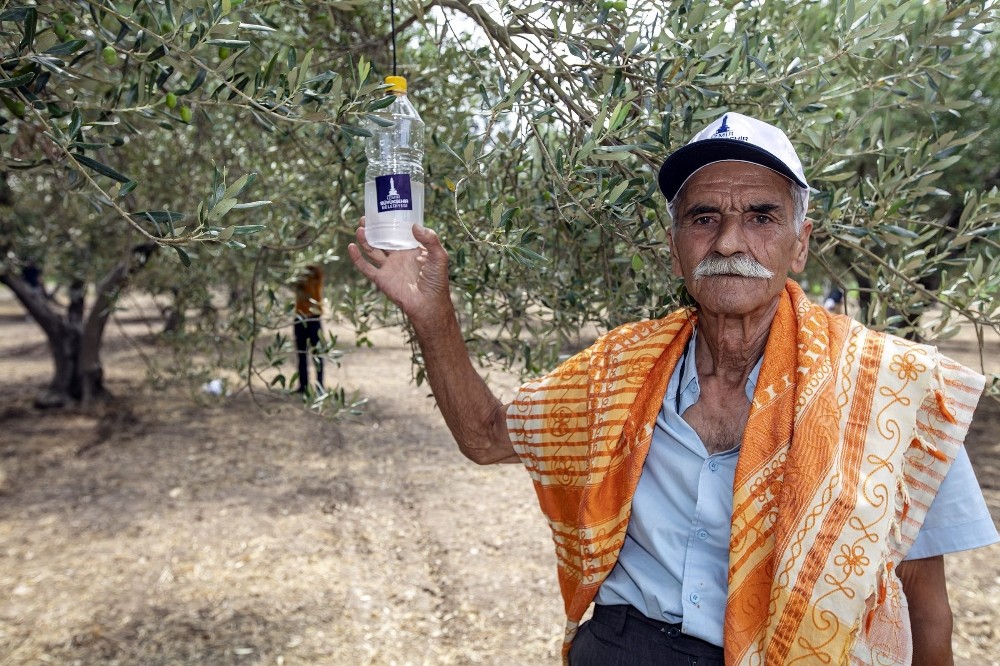 Foça’da 44 bin zeytin ağacı korunacak 