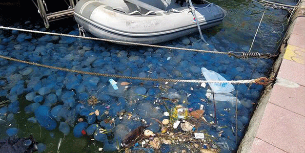 Foça'dan sonra Çeşme'de de görüldü! İşte sebebi…