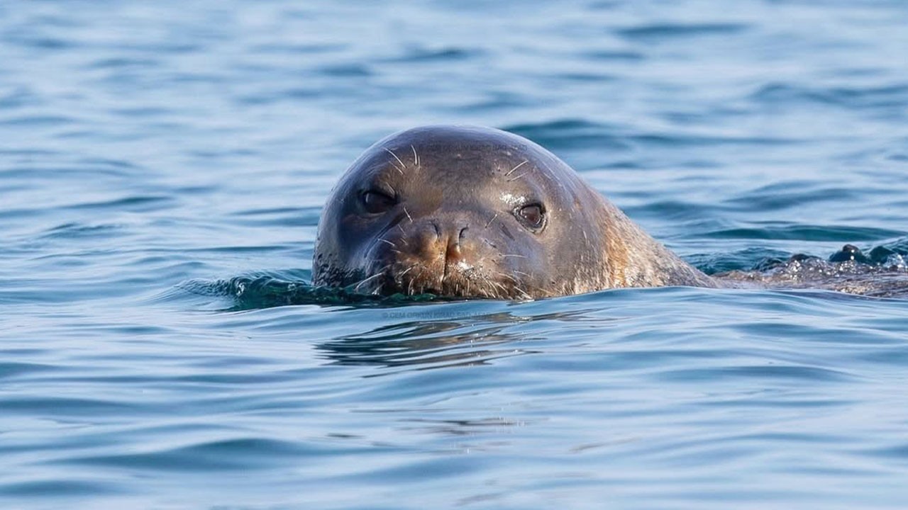Fok mağaralarını turistlere pazarladı! Nesli tehlikedeki Akdeniz fokları kaçtı