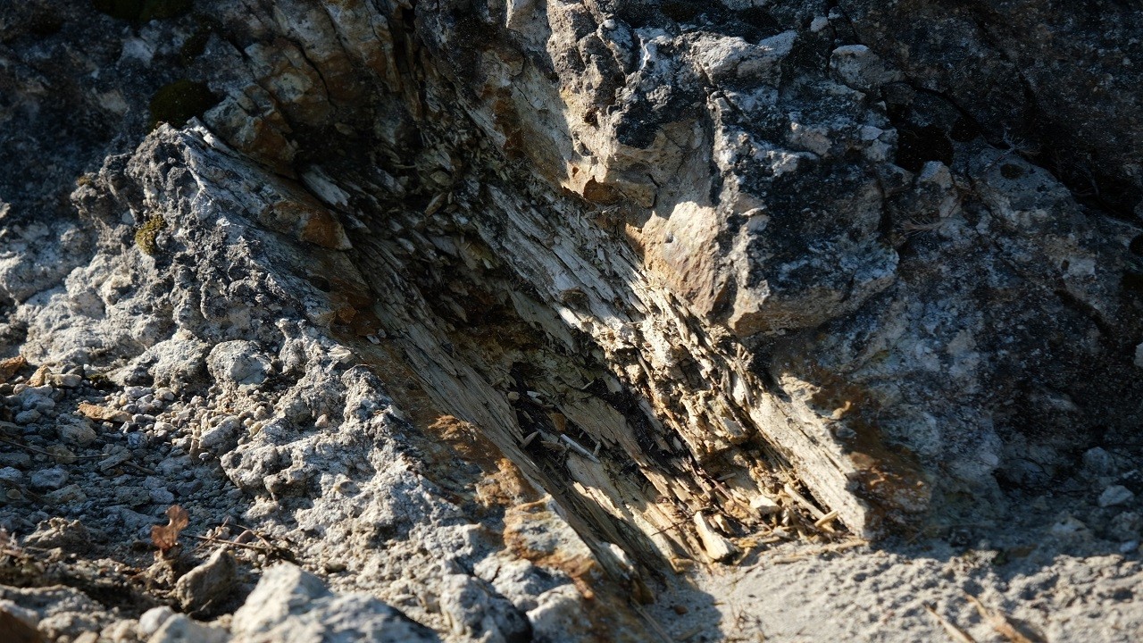 Fosil ormanı tabiat anıtı olarak tescillendi