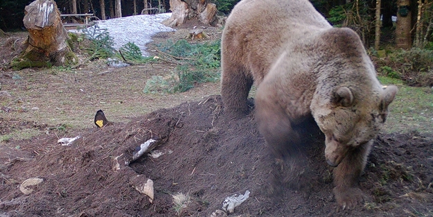 Foto kapan ile görüntülendi! Çiftçinin ineği ayıya yem oldu