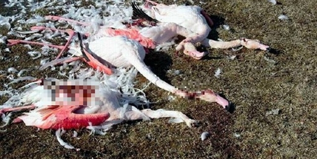 Fotoğraf çekmek için giden vatandaşlar bu manzarayla karşılaştı!