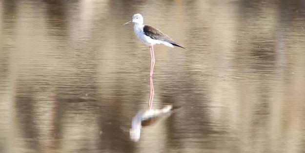 Fotoğraf tutkunları akın ediyor! Görenleri hayran bırakan manzaralar