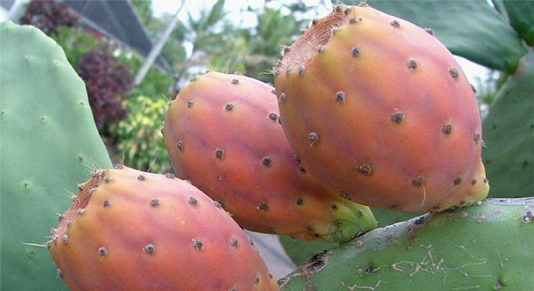 Fotoğrafta gördüğünüz bu meyvenin ne olduğunu biliyor musunuz?