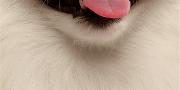 Fotoğraftaki kutup ayısı mı, köpek mi?