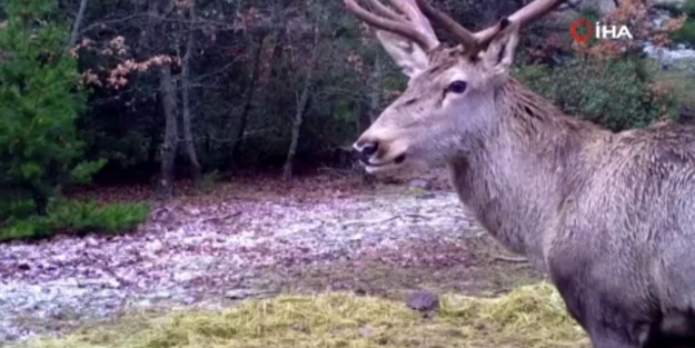 Fotokapana böyle yakalandılar