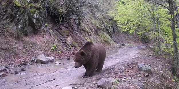 Fotokapana yakalanan ayılar şaşırttı