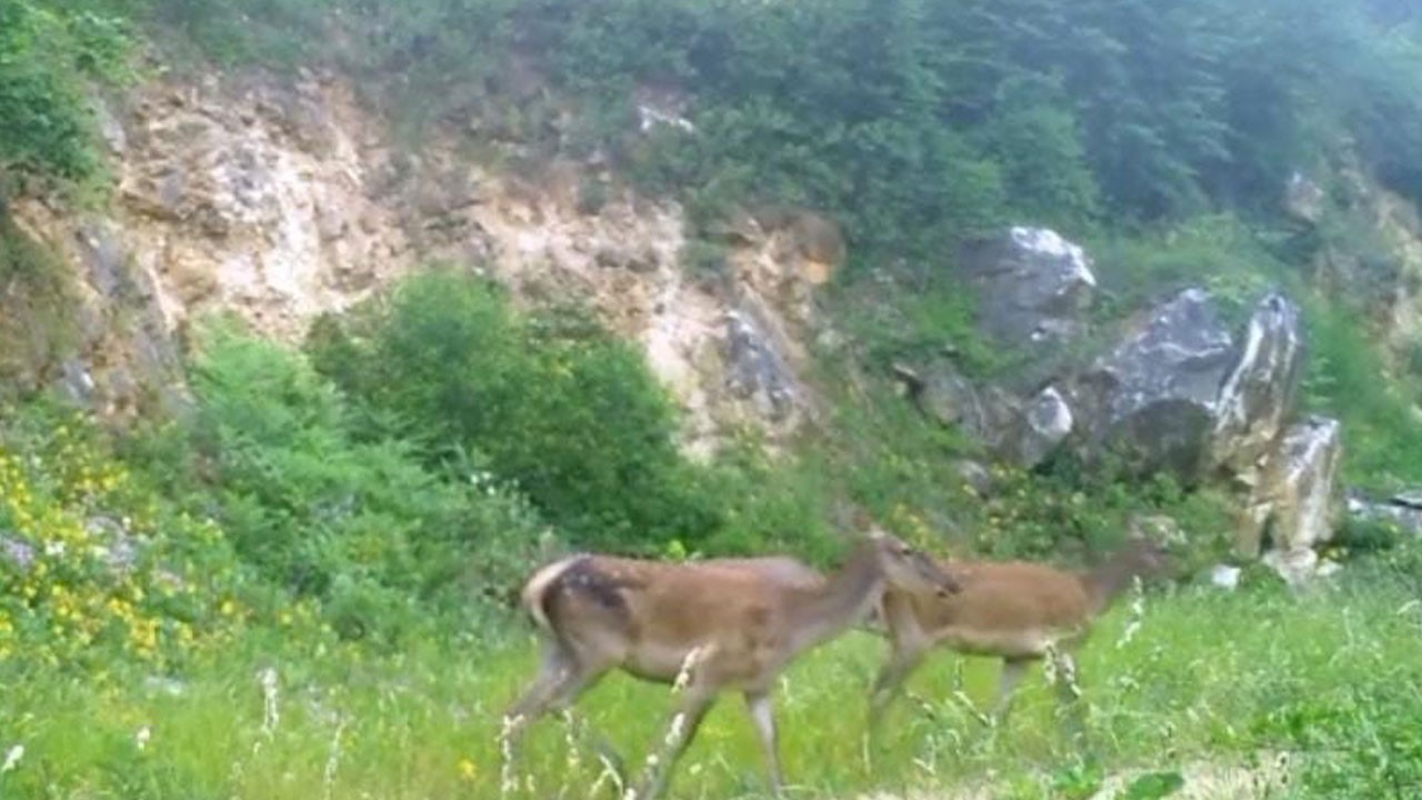 Fotokapana yakalandılar! Görmek herkese kısmet olmaz