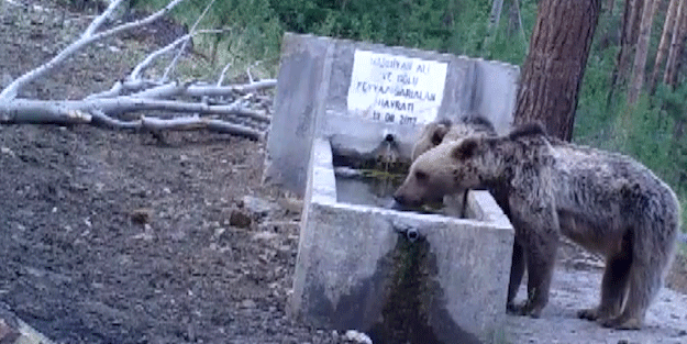 Fotokapana yakalandılar