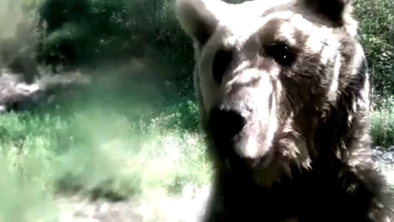 Fotokapanı görünce öfkelendi! Yavrularıyla gezen ayı kameraya böyle saldırdı