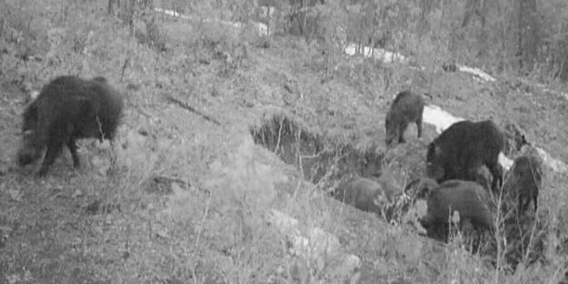 Fotokapanla görüntülendiler