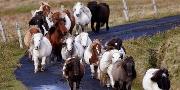 Foula Adası'nın sevimli yerlileri