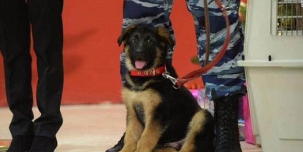 Fransa, köpekleri fişlemeye hazırlanıyor