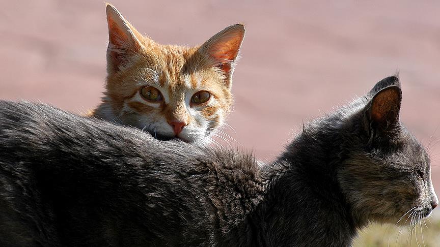 Fransa'da evde 113 kedi besleyen kadın yargılanıyor