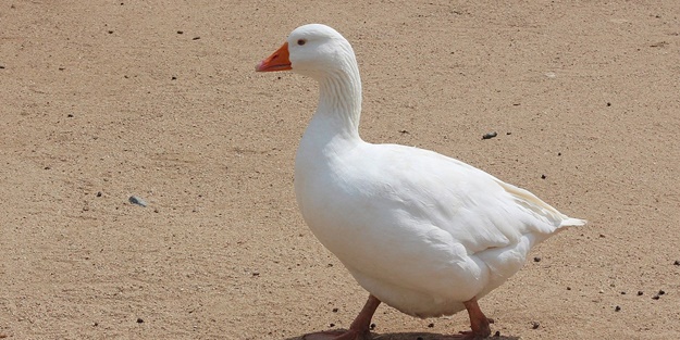 Fransa'da 'kaz ciğeri' şoku: Üzüntüyle karşıladık