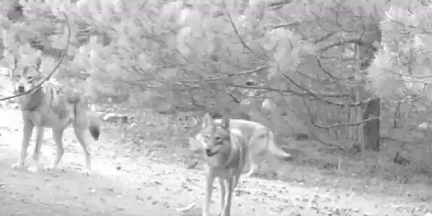 Korkunç olay! Koşu yapan kadına kurtlar saldırdı