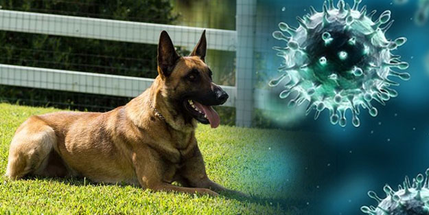 Fransa’da koronavirüse karşı köpekler devreye sokuluyor