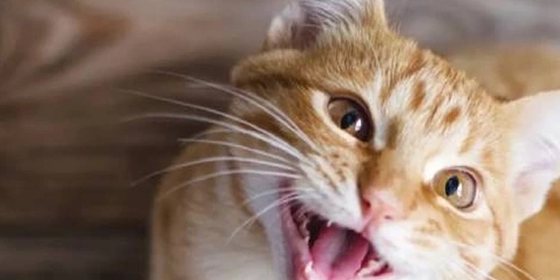 Fransa'da mahkeme ilgili son kararını açıkladı! Çok ilginç: Kediye tam 100 euro tazminat ödenmesin hükmetti