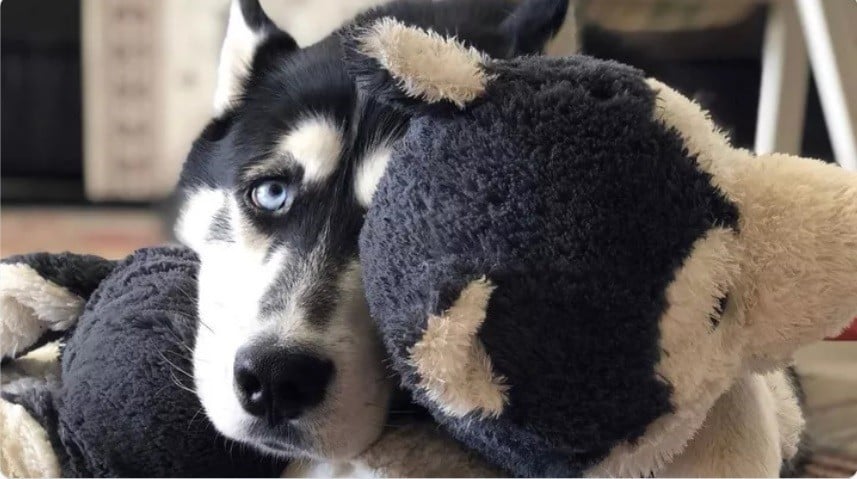 Fransa'da yanlış tanı konan köpeğin kanseri, İstanbul'da tedavi edildi