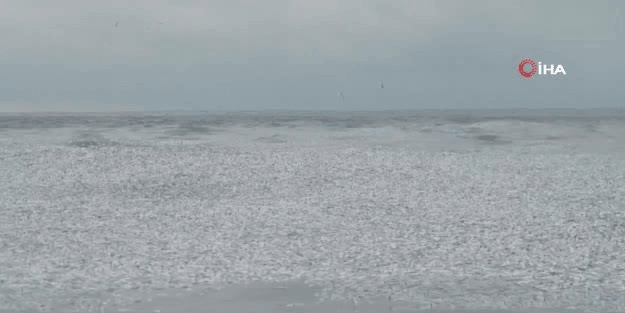 Fransa'da binlerce ölü balık denize vurdu