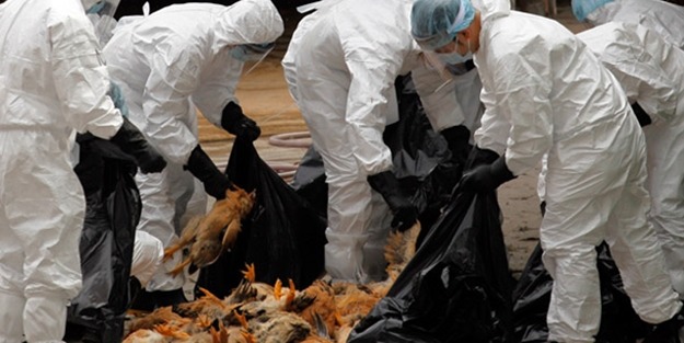 Fransa'daki çiftliklerde kuş gribi salgını yayılıyor