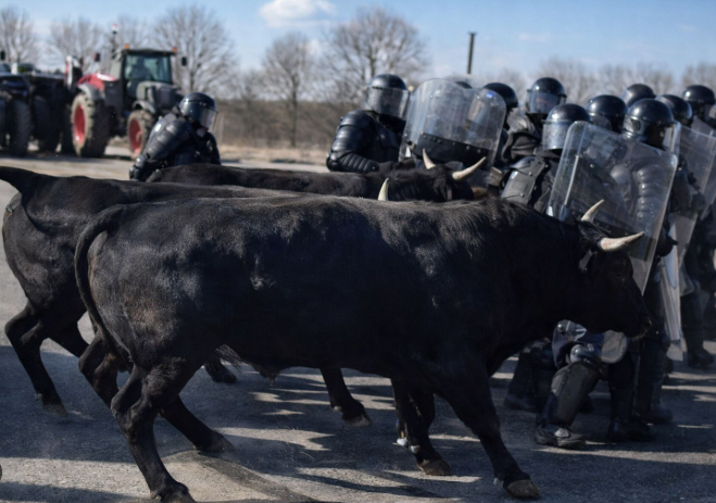 Fransız çiftçilerden polise boğa hamlesi: Barikatları böyle yıktılar