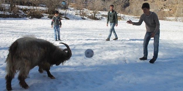 Futbol oynayan teke görenleri hayrete düşürüyor