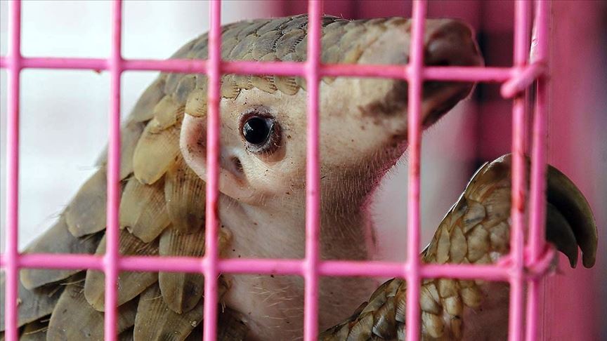 Gabon'da Kovid-19 bulaştırdıkları gerekçesiyle pangolin ve yarasanın tüketim ve satışları yasaklandı