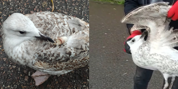 Gagasına ve kanadına kanca takılan martı uzun süre hareketsiz kaldı