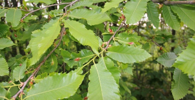 Gal arılarının düşmanı böcekler ormana bırakıldı