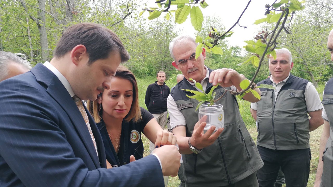 Gal arısına karşı avcı böcekler salındı