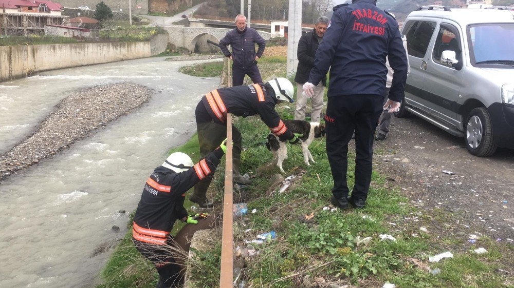 Galanima Deresi’ne düşen sahipsiz köpek itfaiye ekipleri tarafından kurtarıldı 