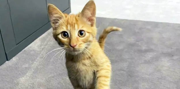 Galatasaray'da bu da oldu... Simba kovuldu!