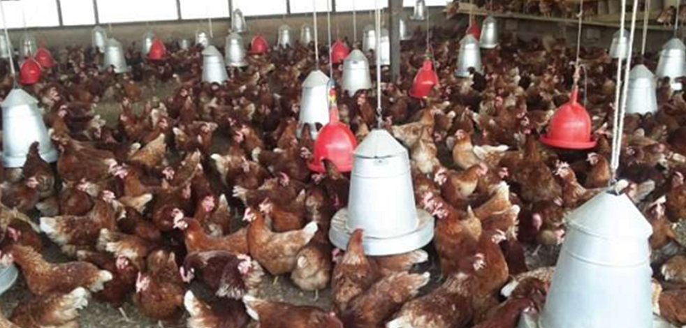 Gana'da kuş gribi alarmı: Binlerce kanatlı hayvan telef oldu