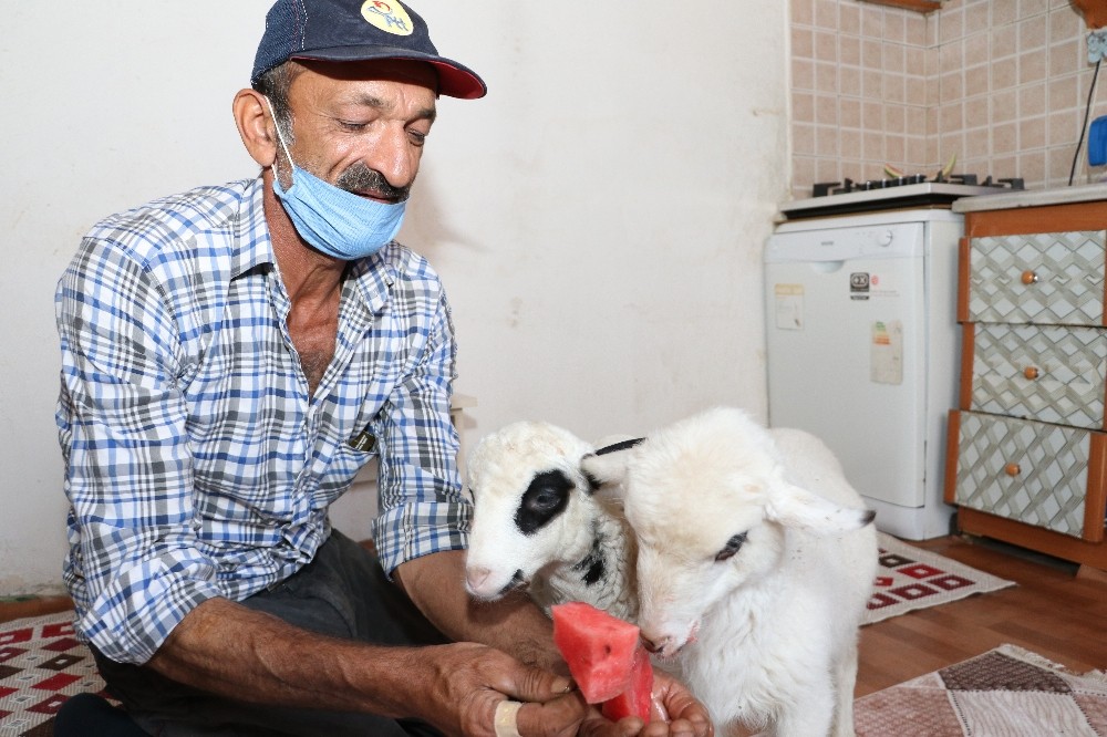 “Garip” ve “Öksüz” kardeşler 