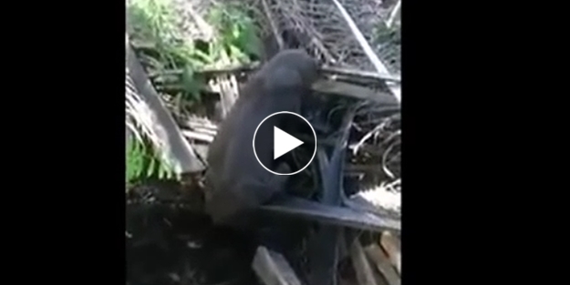 Garip yaratık merak uyandırdı!../VİDEO