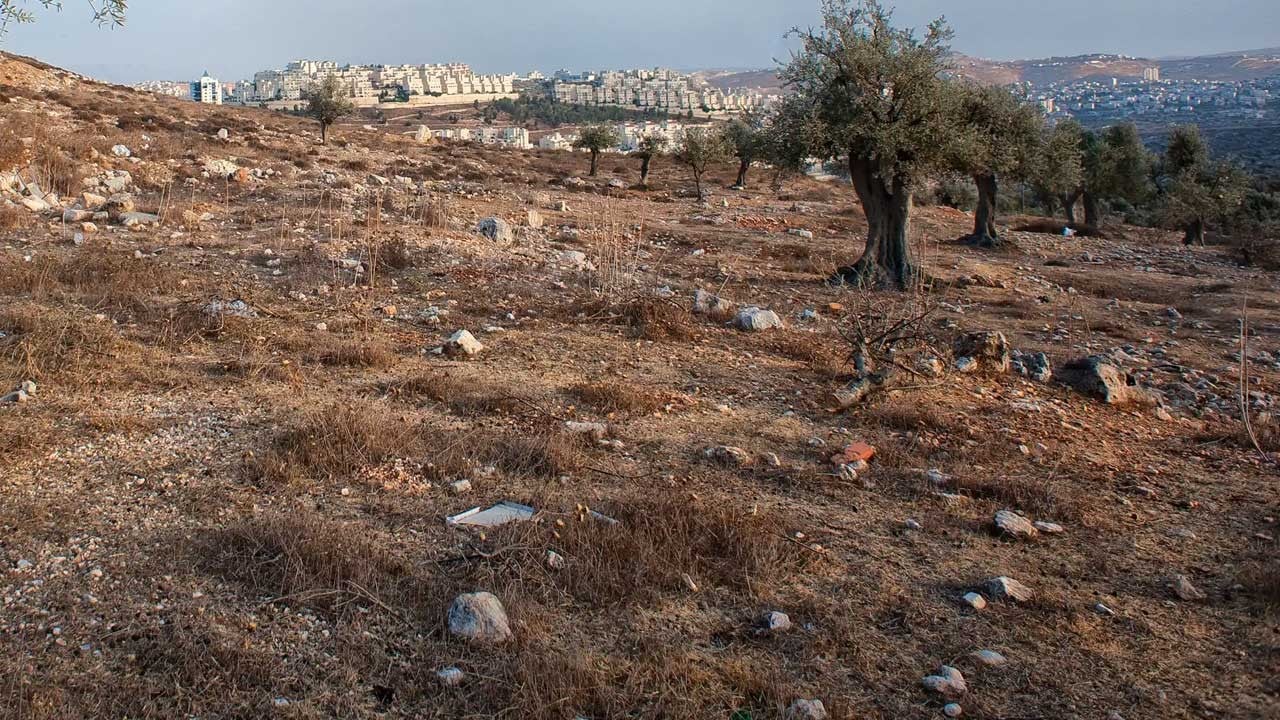 Gaspçılar 200 zeytin ağacını söktü