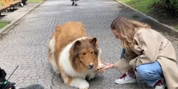 Gayesiz seküler kapitalist egoist yaşamın hüzünlü sonu! 380 bin lira verip köpek oldu