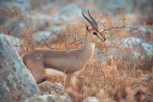 Gazella gazella sayısı artıyor