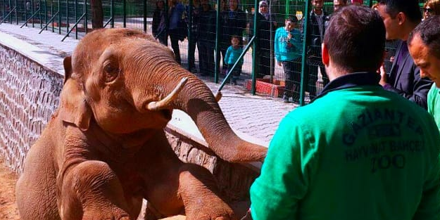Gaziantep Hayvanat Bahçesi'nde bayram kalabalığı