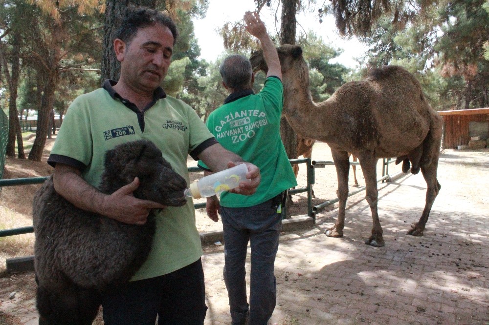 Gaziantep Hayvanat Bahçesi’nde yavru deve ve zebra heyecanı 