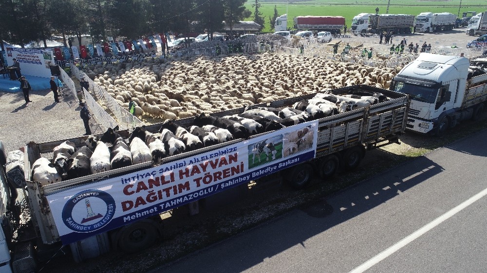 Gaziantep’te 248 aileye bedava 184 büyükbaş ve 2 bin 567 küçükbaş hayvan dağıtıldı 