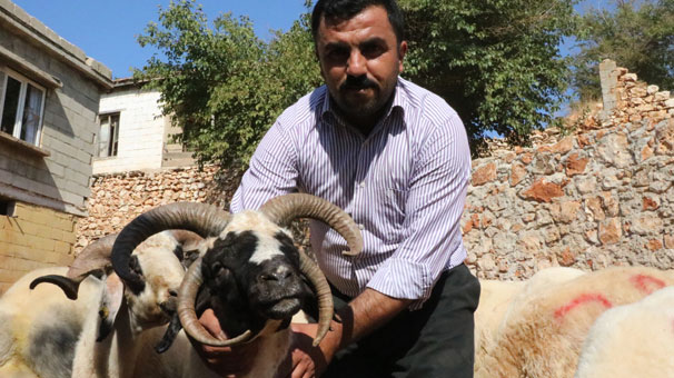 Gaziantep’te 4 boynuzlu koyun görenleri şaşırtıyor