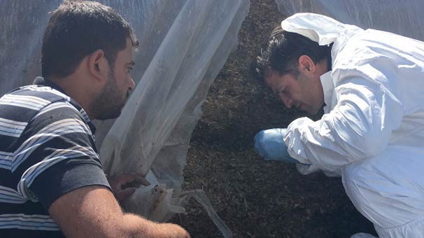 Gaziantep'te 4 günde 55 hayvanı öldü