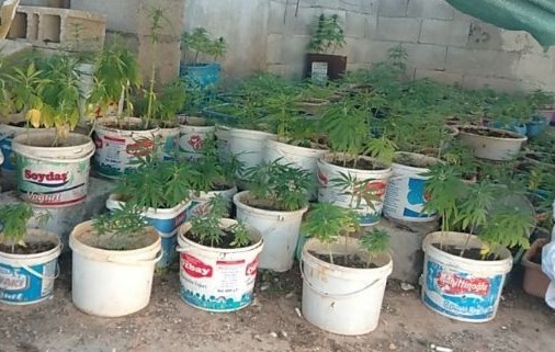 Gaziantep’te 650 kök hint keneviri ele geçirildi 